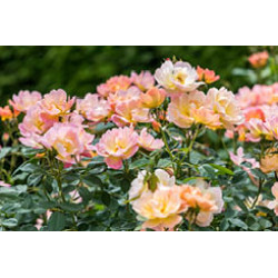 The Lark Ascending™